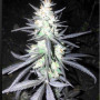 Семена конопли Auto Black Opium от Divine Seeds - Smartshop-smartshop.ua®