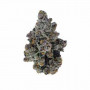 Семена каннабиса Blue Dream
