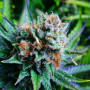 Семена конопли Blue Dream Feminised Silver от Error Seeds в Smartshop-smartshop.ua®