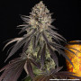 Семена каннабиса Blue Dream