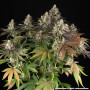 Семена каннабиса Blue Dream