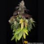 Семена каннабиса Blue Dream