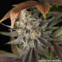 Семена каннабиса Blue Dream