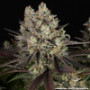 Семена каннабиса Blue Dream