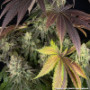 Семена каннабиса Blue Dream
