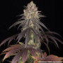 Семена каннабиса Blue Dream