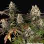 Семена каннабиса Blue Dream