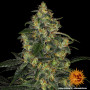 Семена каннабиса Blue Gelato 41