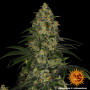 Семена каннабиса Blue Gelato 41