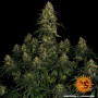 Семена каннабиса Blue Gelato 41