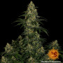 Семена каннабиса Blue Gelato 41