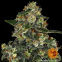 Семена каннабиса Blue Gelato 41