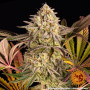 Семена каннабиса Blue Sunset Sherbert
