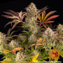 Семена каннабиса Blue Sunset Sherbert