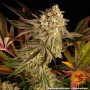 Семена каннабиса Blue Sunset Sherbert