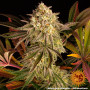 Семена каннабиса Blue Sunset Sherbert