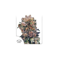 BLUEBERRY® - Dutch Passion