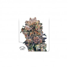 BLUEBERRY® - Dutch Passion