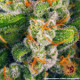 Семена каннабиса Blue Cheese