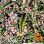 Семена каннабиса Blue Cheese