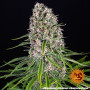 Cannabis seeds BLUEBERRY CHEESE from Barney's Farm at Smartshop-smartshop.ua®