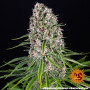 Семена каннабиса Blue Cheese