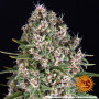 Семена каннабиса Blue Cheese