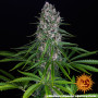 Семена каннабиса Blue Cheese