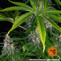 Семена каннабиса Blue Cheese