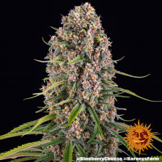 Blue Cheese
