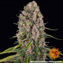 Семена каннабиса Blue Cheese