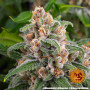 Семена каннабиса Blue Cheese
