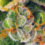 Cannabis seeds BLUEBERRY CHEESE from Barney's Farm at Smartshop-smartshop.ua®