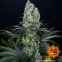 Cannabis seeds BLUEBERRY OG from Barney's Farm at Smartshop-smartshop.ua®