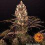 Cannabis seeds BLUEBERRY OG from Barney's Farm at Smartshop-smartshop.ua®