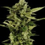 Семена конопли Auto BOB Feminized от Marley Seedbank - Smartshop-smartshop.ua®