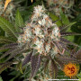 Семена каннабиса Bruce Banner