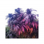 Cannabis seeds BUBBA ISLAND KUSH®