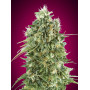 Cannabis seed variety Bubble Gum Feminised Silver