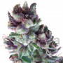 Cannabis seed variety Bubble Gum Feminised Silver