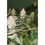 Cannabis seeds BUBBLEGUM+ PRO from Victory Seeds at Smartshop-smartshop.ua®