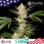 Cannabis seed variety DoSi2® feminized