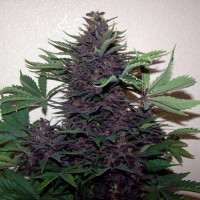 PURPLE KUSH AUTO®