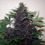 Cannabis seed variety PURPLE KUSH AUTO®