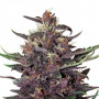 Cannabis seed variety PURPLE KUSH AUTO®