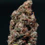 Семена конопли Auto White Dwarf Feminised Silver от Error Seeds - Smartshop-smartshop.ua®