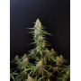 Cannabis seed variety SOUR DIESEL Auto