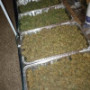Семена каннабиса Wedding CHEESECAKE Auto