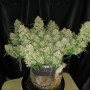 Сорт семян каннабиса Original AUTO JACK HERER