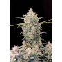 Cannabis seed variety SKUNK Auto